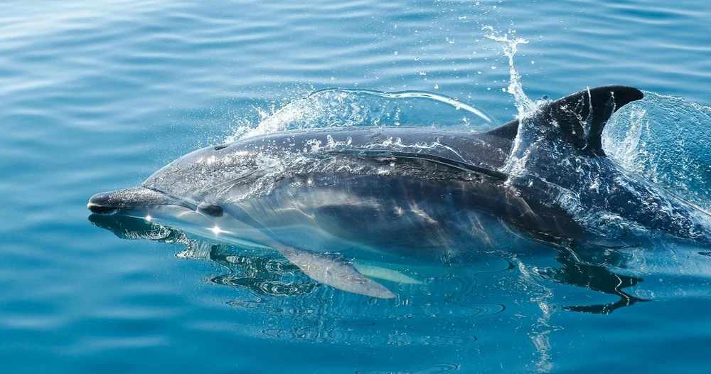 Shell Island Dolphin & Shelling Day Cruise